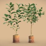 Ficus Audrey Benghalensis 02