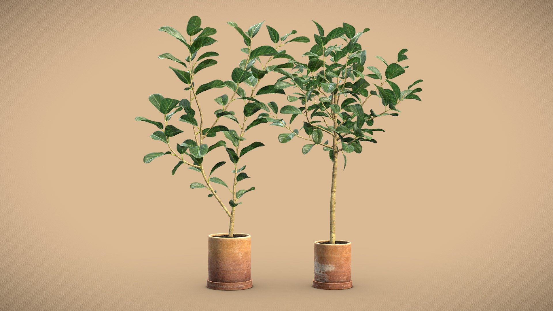 Ficus Audrey Benghalensis 02
