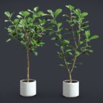 Ficus Audrey Benghalensis