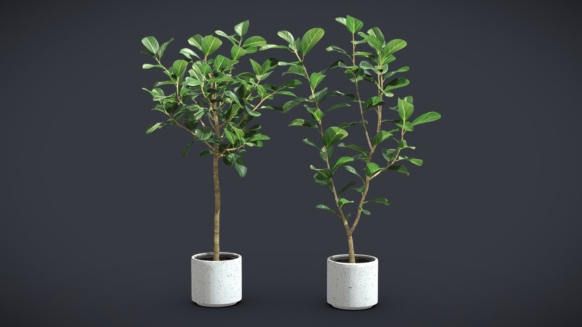 Ficus Audrey Benghalensis