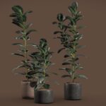 Ficus Elastica Burgundy (Rubber Tree)