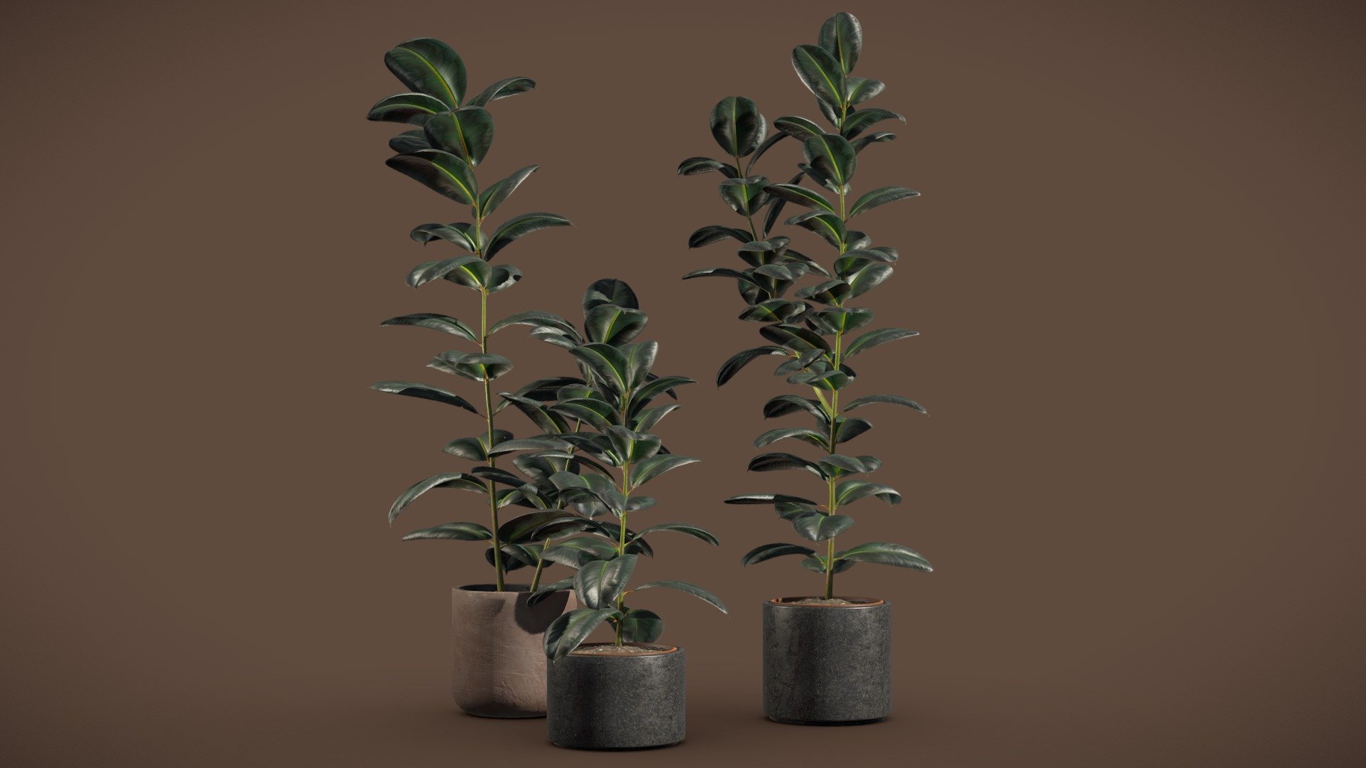 Ficus Elastica Burgundy (Rubber Tree)