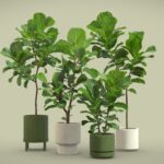 Ficus Lyrata Fiddle leaf Fig