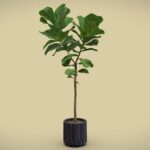 Ficus Lyrata Fiddle leaf