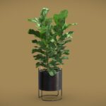 Ficus Lyrata in Dark Planter