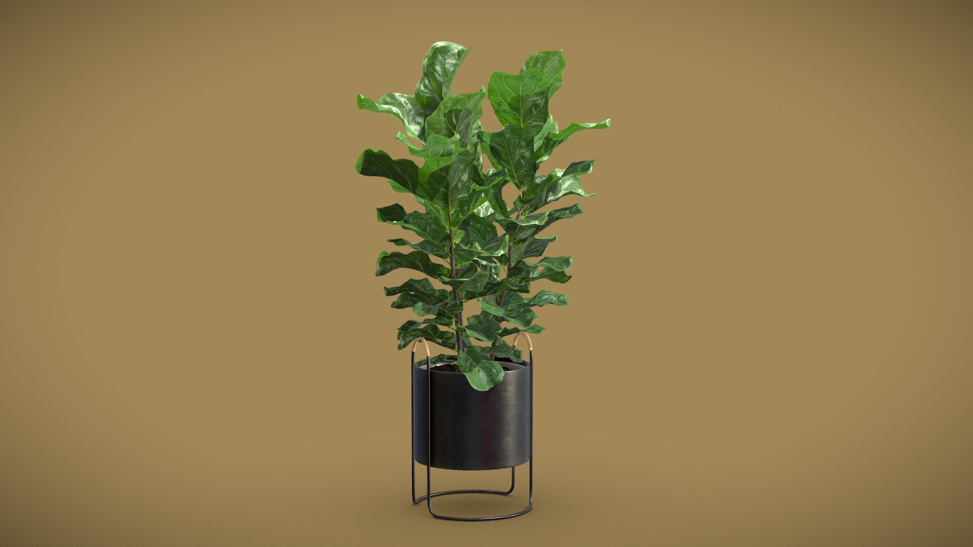 Ficus Lyrata in Dark Planter