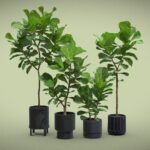Ficus Lyrata in Dark Planters