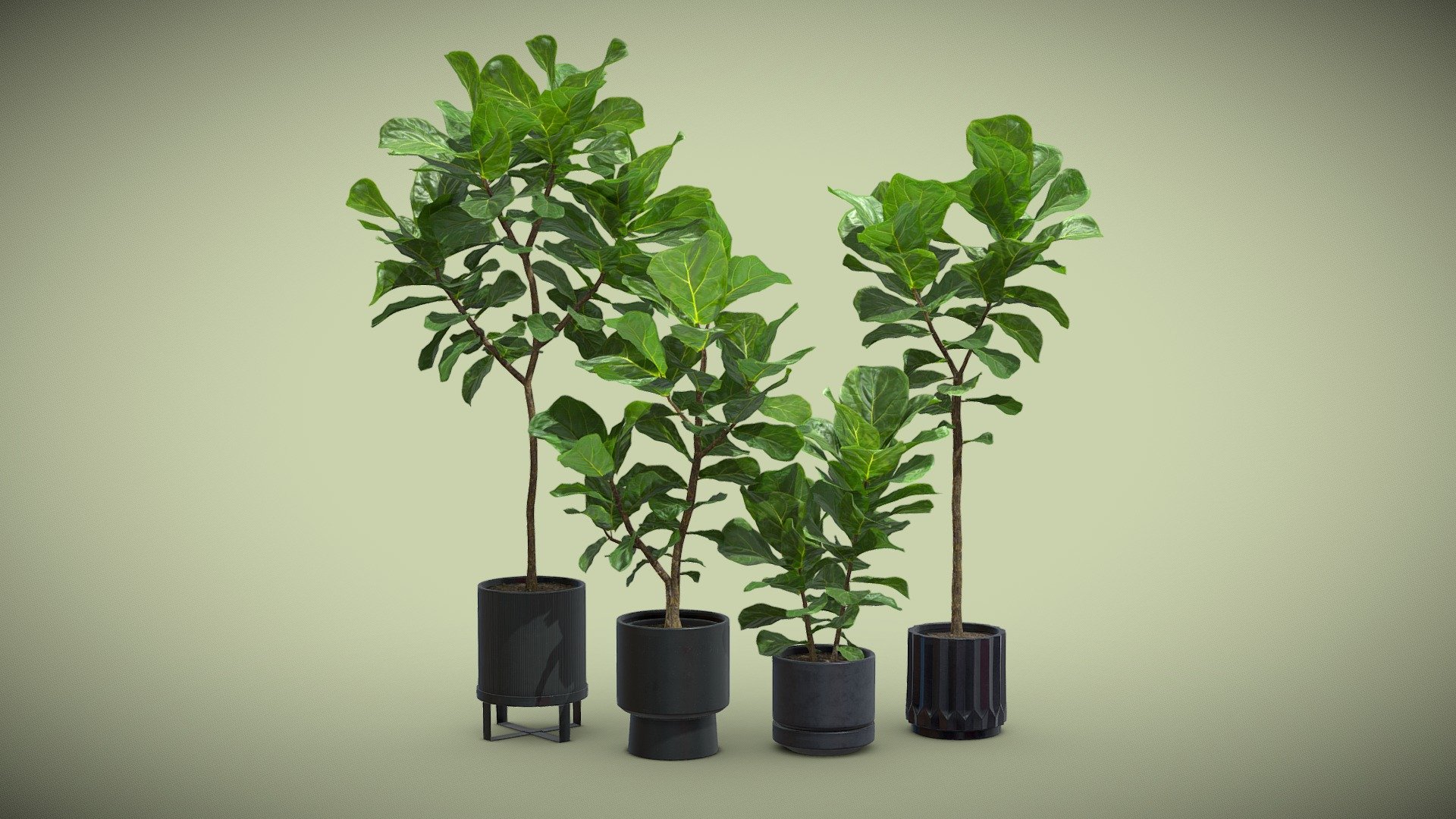 Ficus Lyrata in Dark Planters