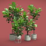 Ficus Lyrata Pack 03