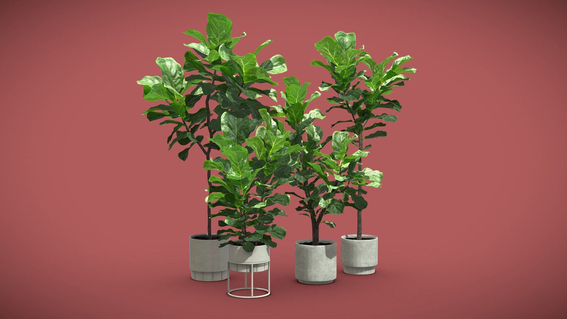 Ficus Lyrata Pack 03