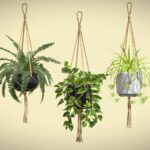 Hanging Plants 01