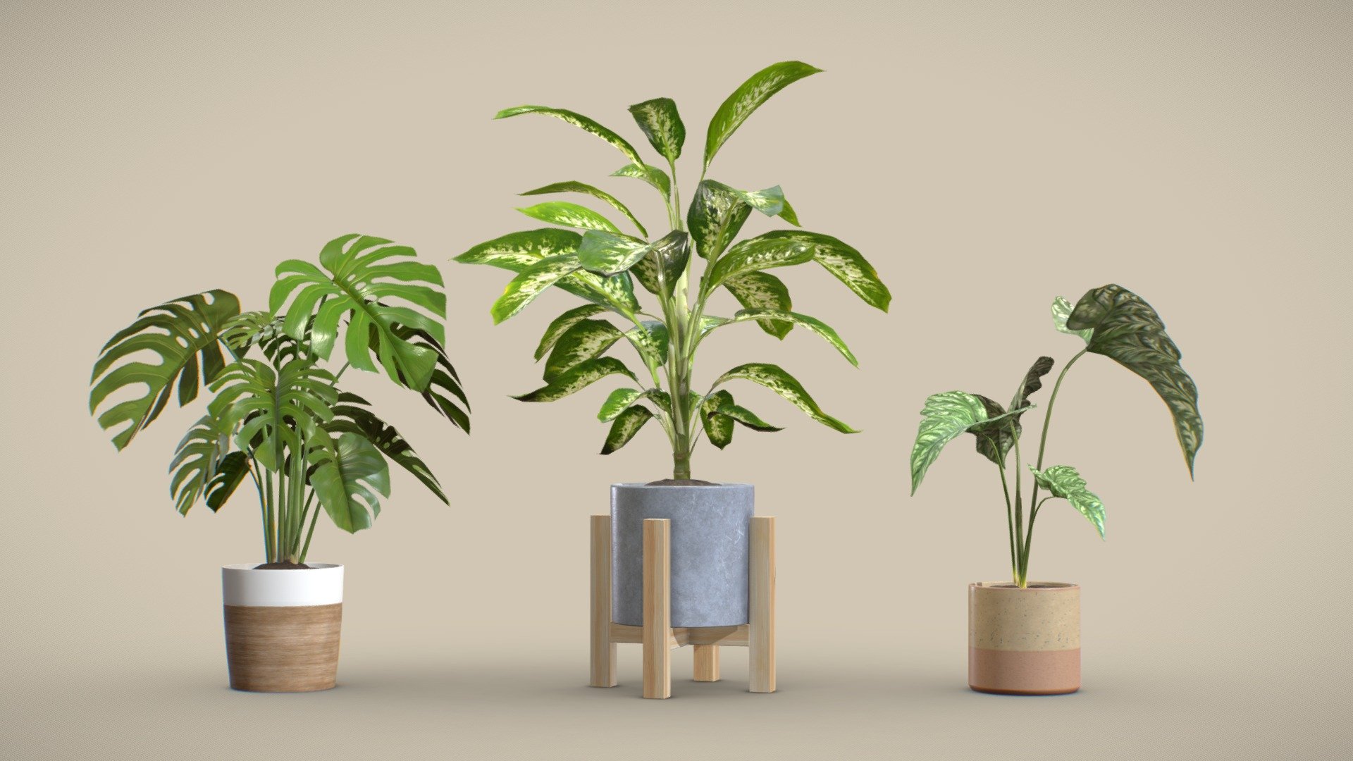 Indoor Exotic Plants