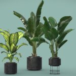 Indoor Plants 07