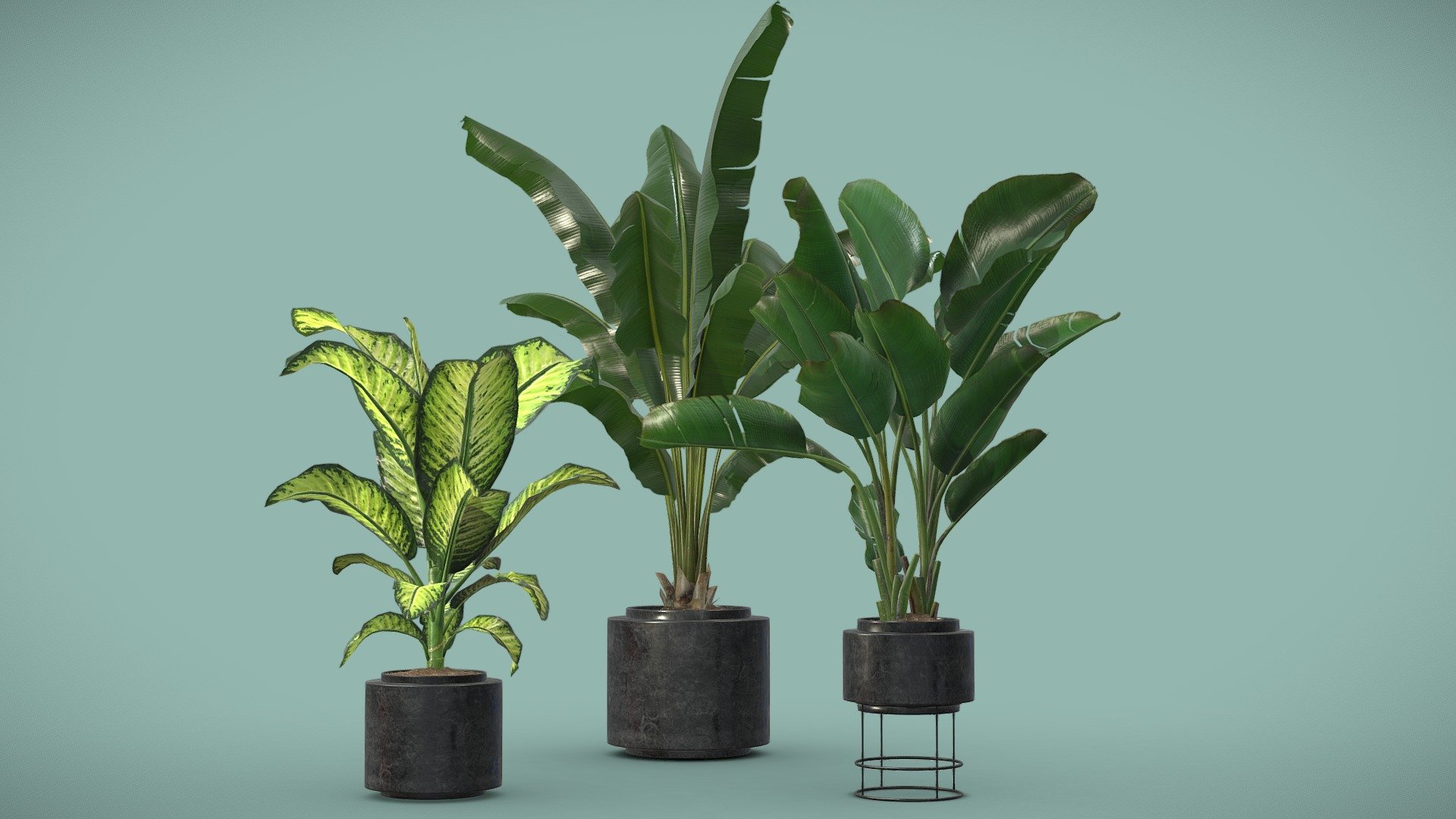 Indoor Plants 07