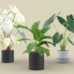 Indoor Plants Pack 03