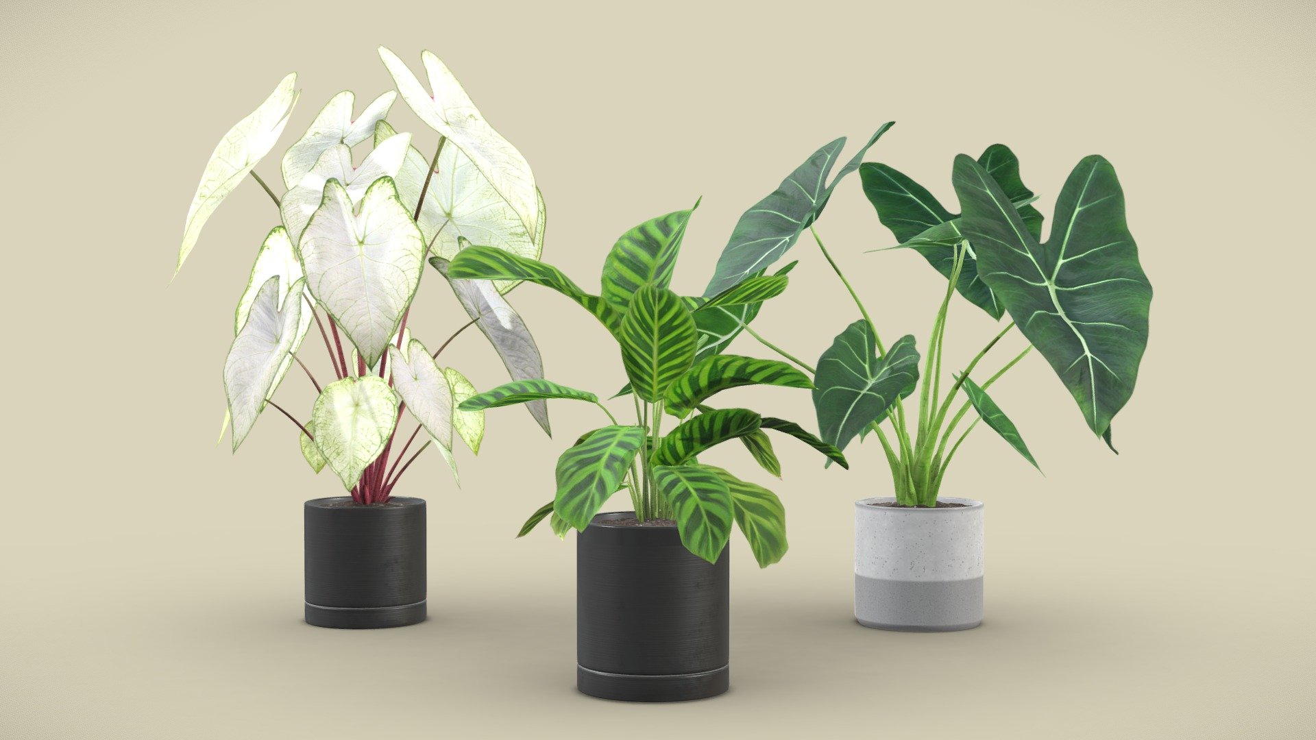 Indoor Plants Pack 03