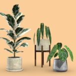 Indoor Plants Pack 04