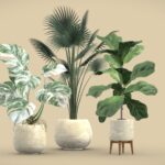Indoor Plants Pack 05