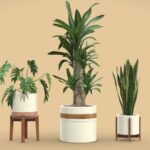 Indoor Plants Pack 06