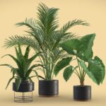 Indoor Plants Pack 08