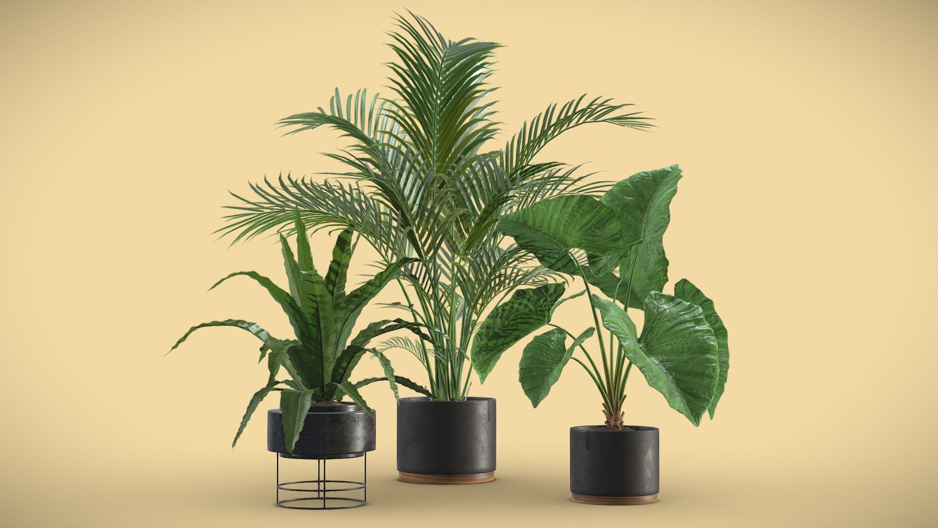 Indoor Plants Pack 08
