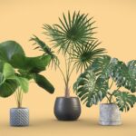 Indoor Plants Pack 09