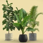 Indoor Plants Pack 10