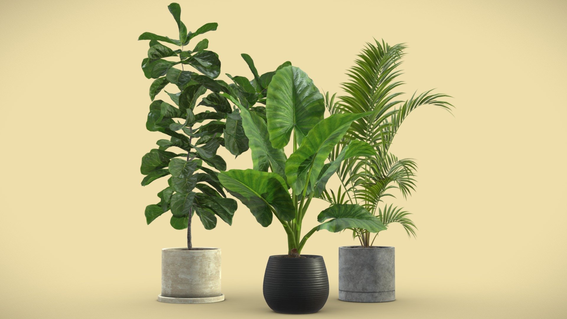 Indoor Plants Pack 10