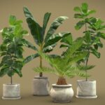 Indoor Plants Pack 11
