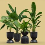 Indoor Plants Pack 13