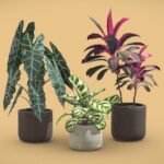 Indoor Plants Pack 14