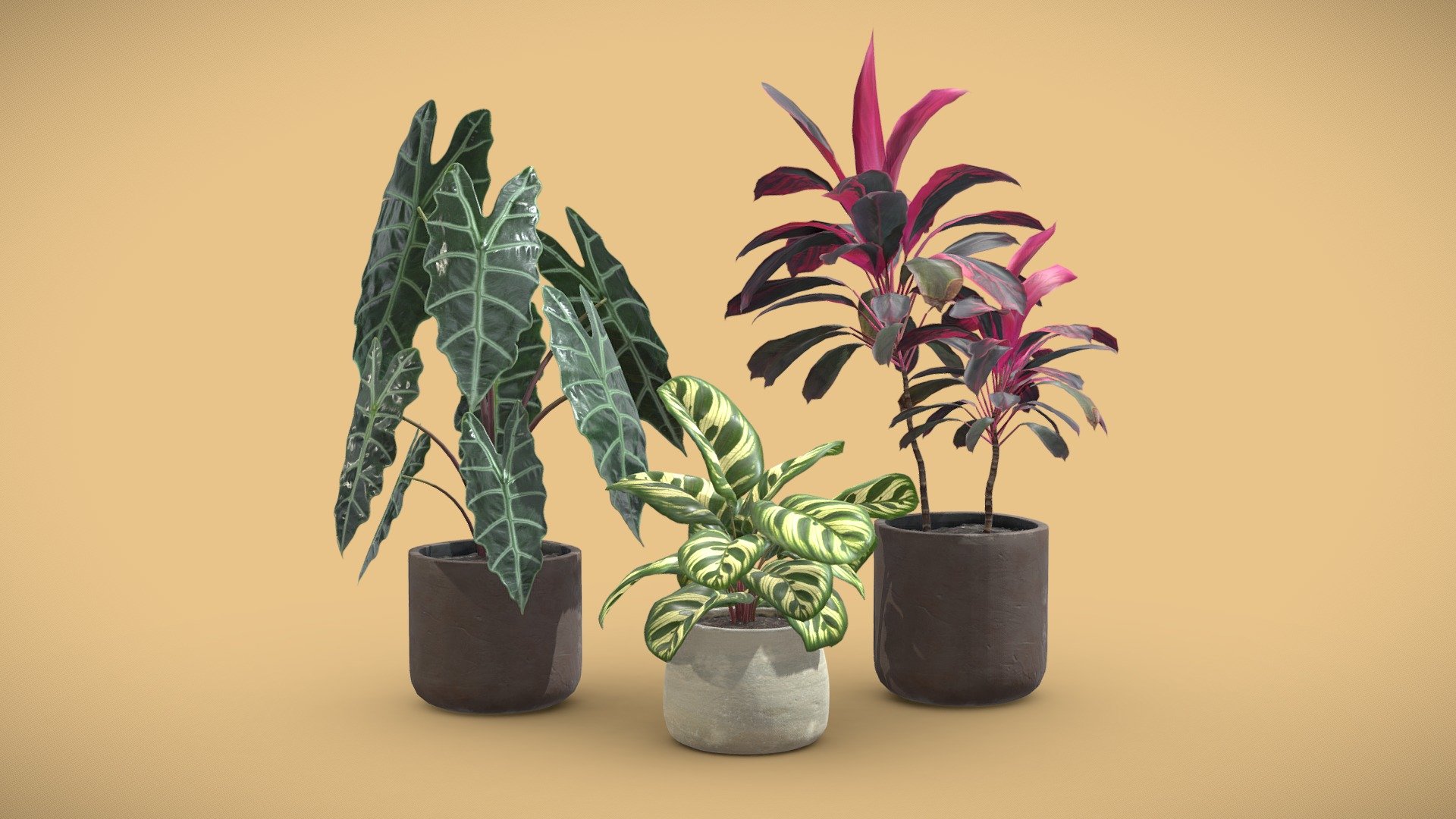 Indoor Plants Pack 14