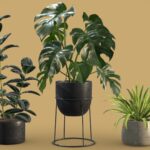Indoor Plants Pack 15