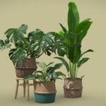 Indoor Plants Pack 16