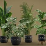 Indoor Plants Pack 17