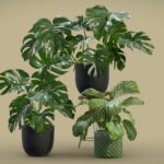 Indoor Plants Pack 19