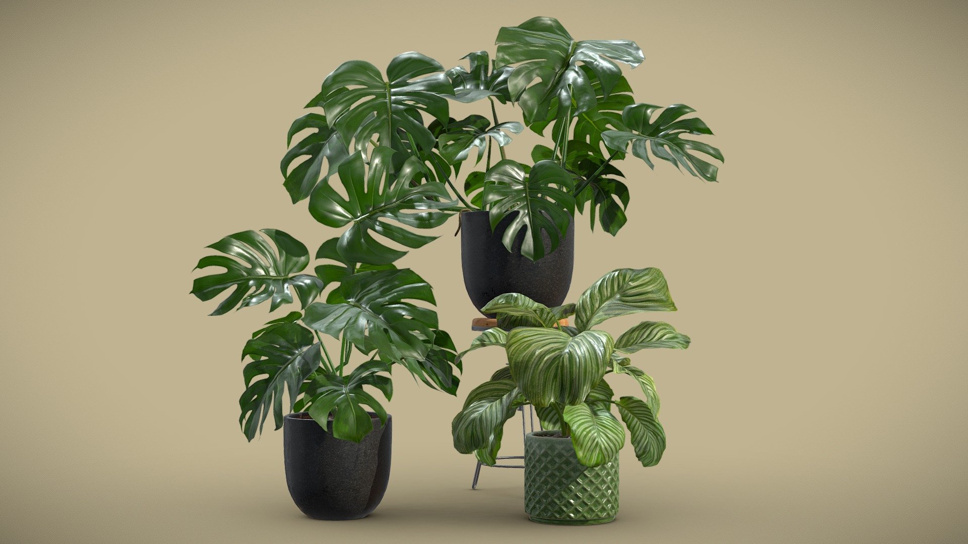 Indoor Plants Pack 19
