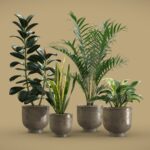 Indoor Plants Pack 20
