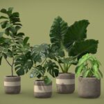 Indoor Plants Pack 21