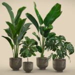 Indoor Plants Pack 23