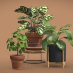 Indoor Plants Pack 25