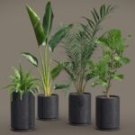 Indoor Plants Pack 27