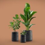 Indoor Plants Pack 28