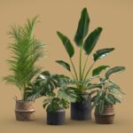 Indoor Plants Pack 29