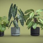 Indoor Plants Pack 30