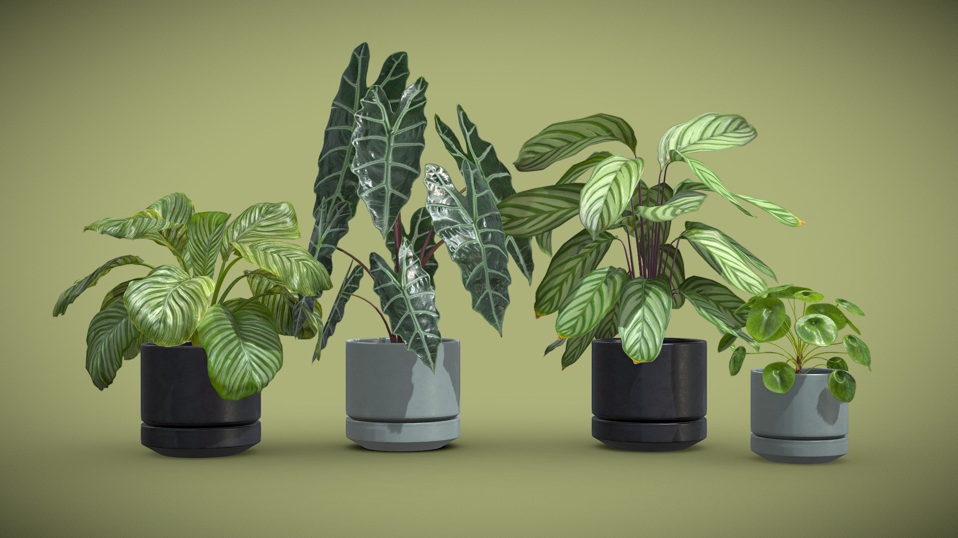 Indoor Plants Pack 30