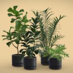 Indoor Plants Pack 31