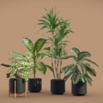 Indoor Plants Pack 32