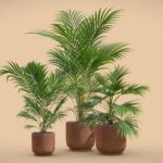 Indoor Plants Pack 34
