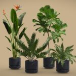 Indoor Plants Pack 35